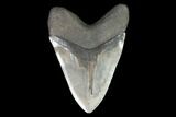 Fossil Megalodon Tooth - Absolutely Massive Tooth #99326-2